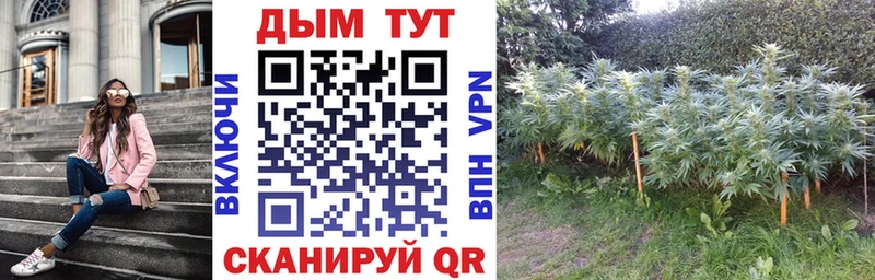 Каннабис индика  Купить где  Нефтегорск 